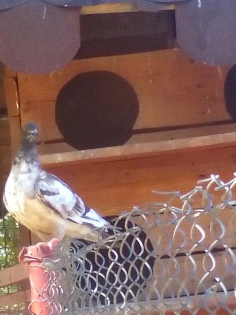  - porumbei culori deosebite