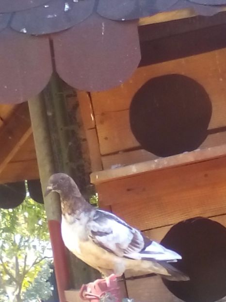  - porumbei culori deosebite