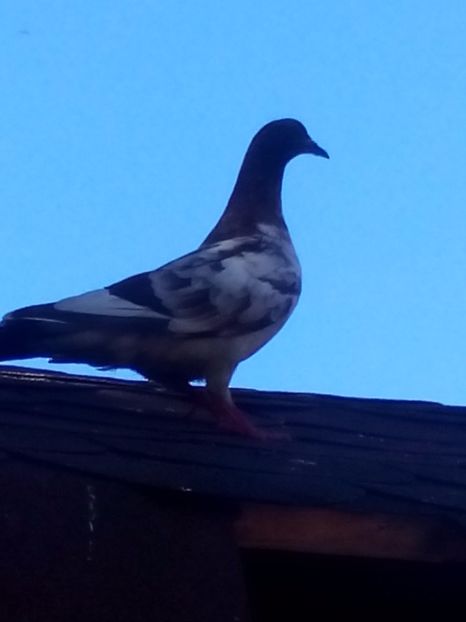  - porumbei culori deosebite