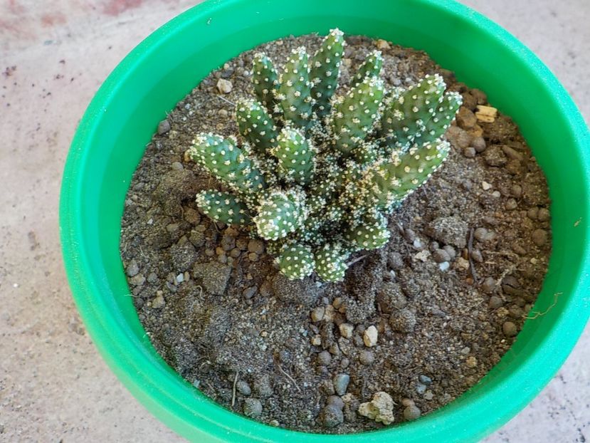  - CACTUSI si SUCULENTE