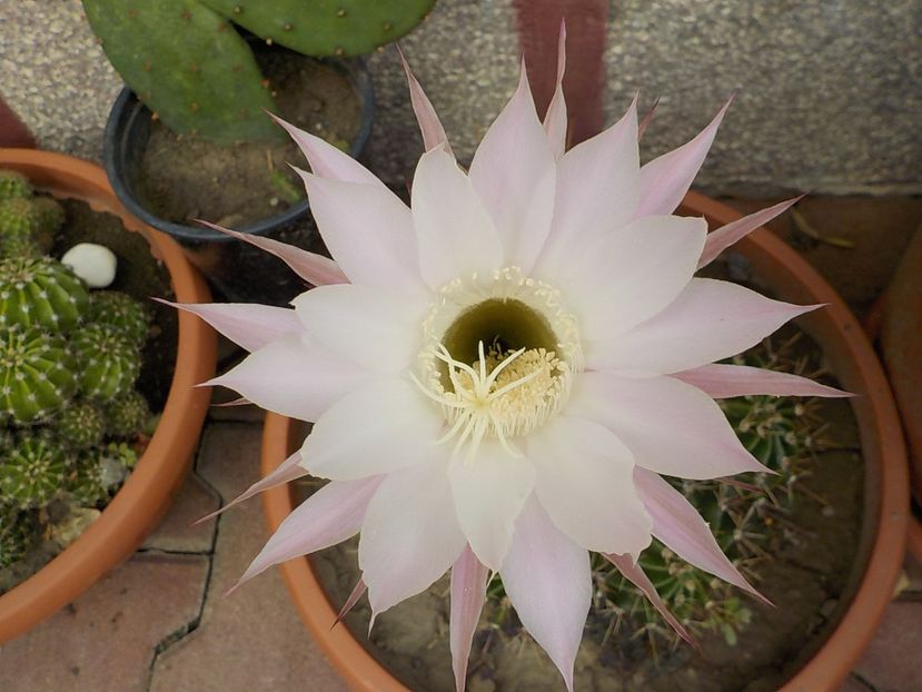  - echinopsis oxygona