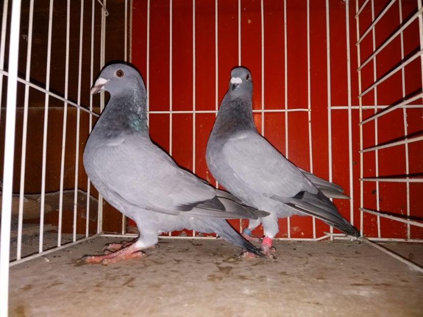  - b- albastri fara dungi