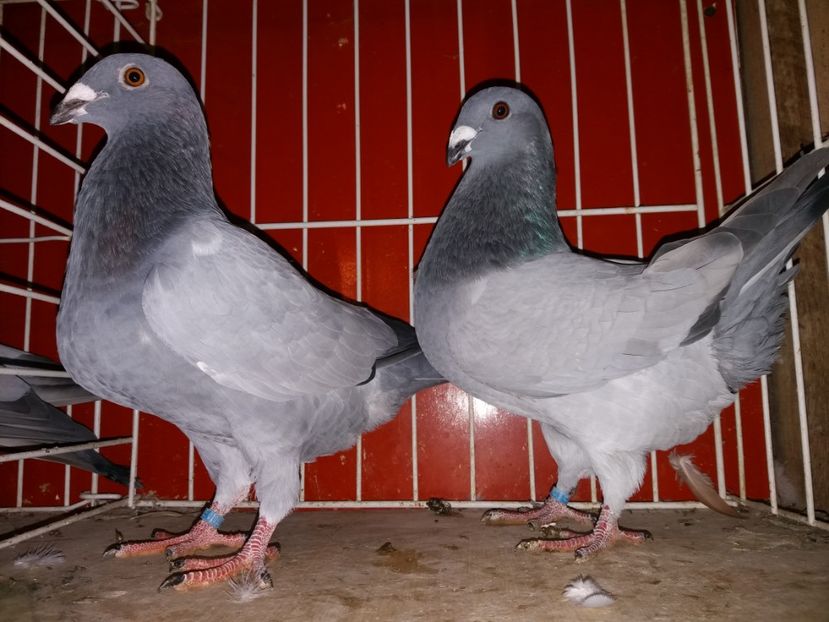  - b- albastri fara dungi