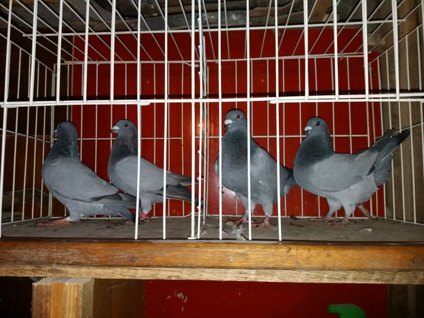  - b- albastri fara dungi