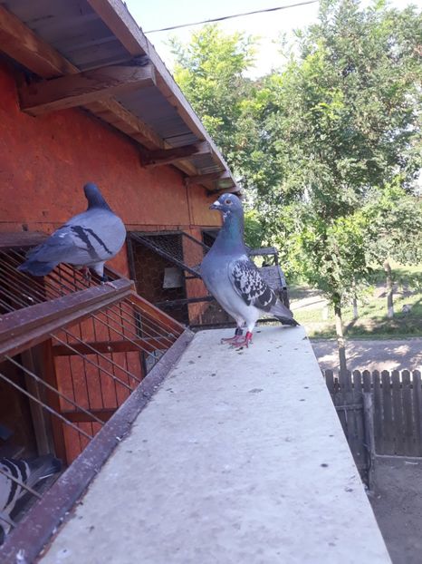 M 3018319 2017 NORMA FOND TINERET - NORME 2018