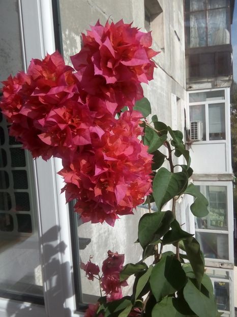  - Bougainvillea