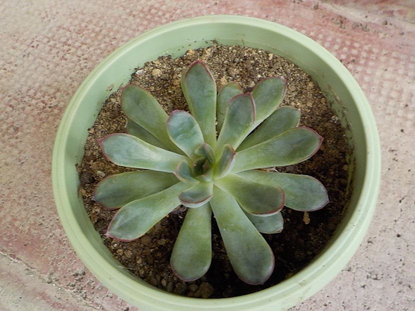  - Genul Echeveria