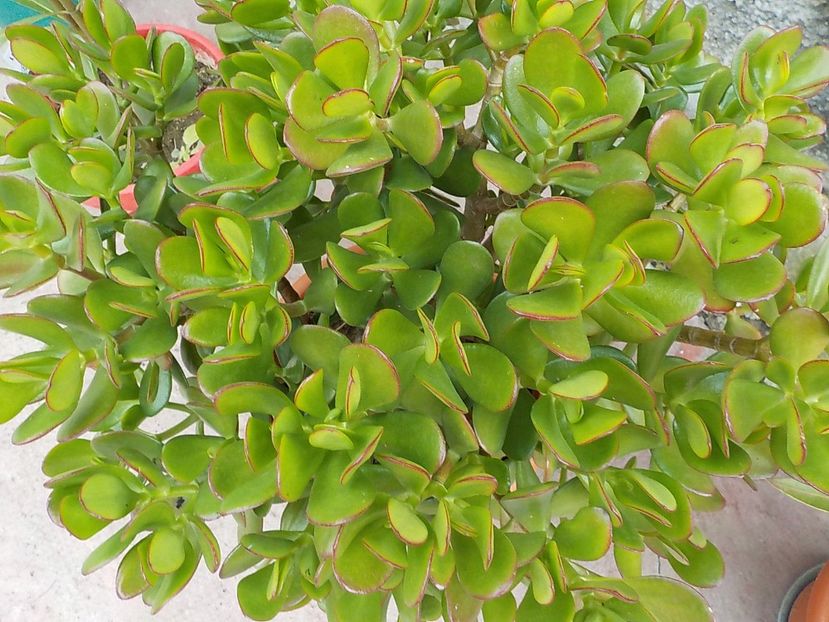  - crassula ovata