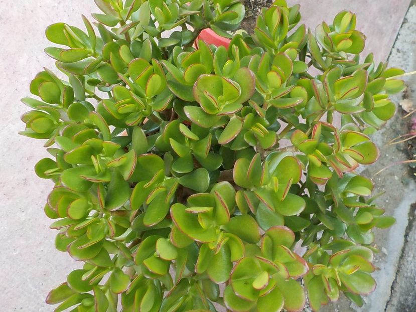  - crassula ovata