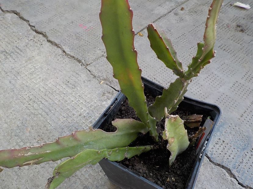 multumesc - Achizitii