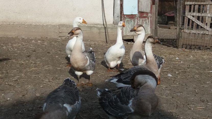 22.09.2018 - Gâşte