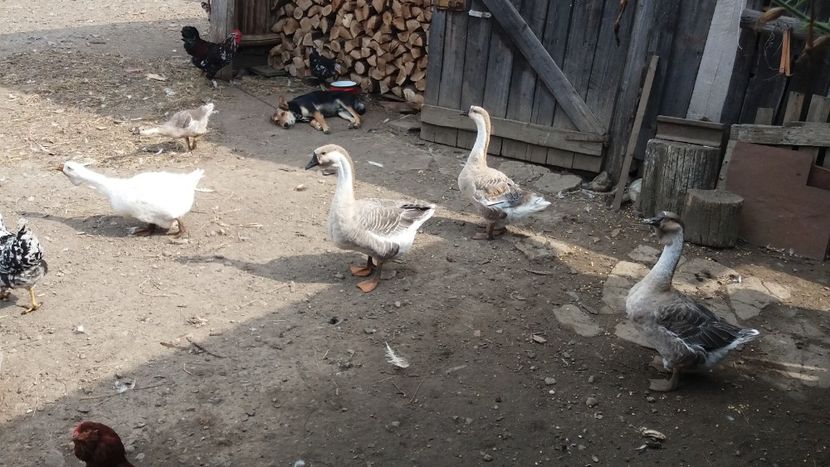  - Gâşte