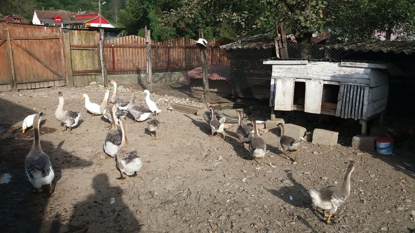 Grupa mica 22 septembrie - Gâşte
