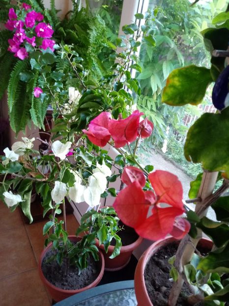  - Bougainvillea