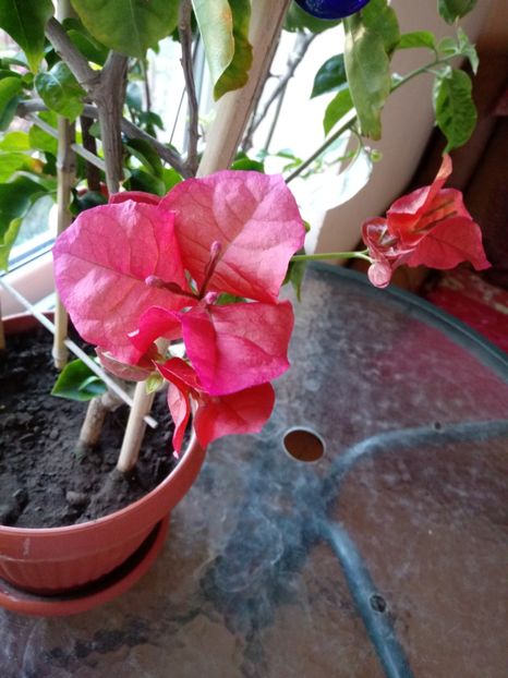  - Bougainvillea