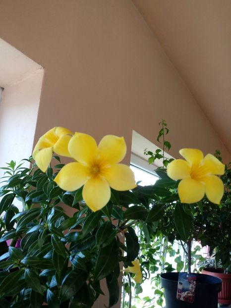 Allamanda - Dipladenia-Allamanda