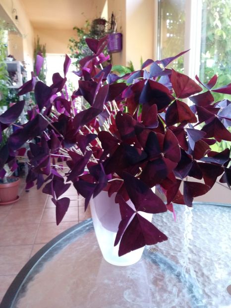 Oxalis Triangularis - Diverse flori