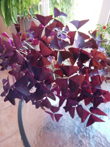 Oxalis Triangularis - Diverse flori