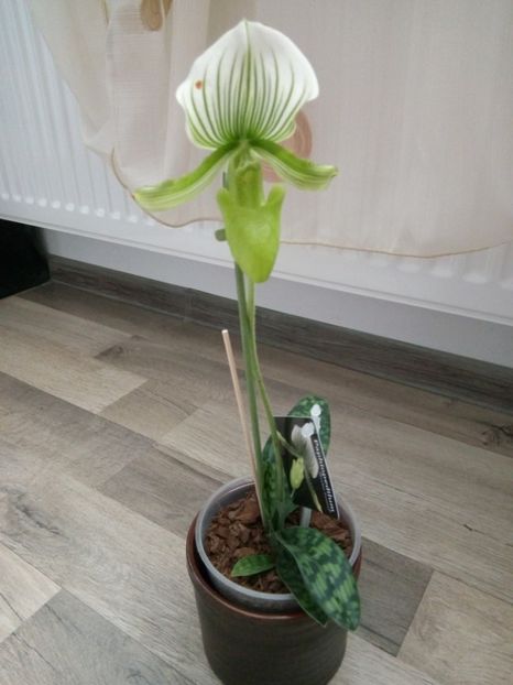 Paphio maudiae femma - florile mele dragi