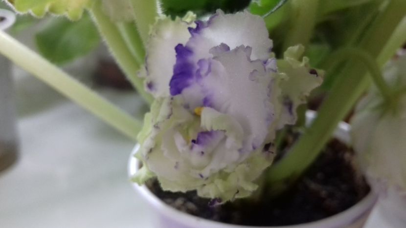 Al 2-lea bobocel - Rs Green Lagoon