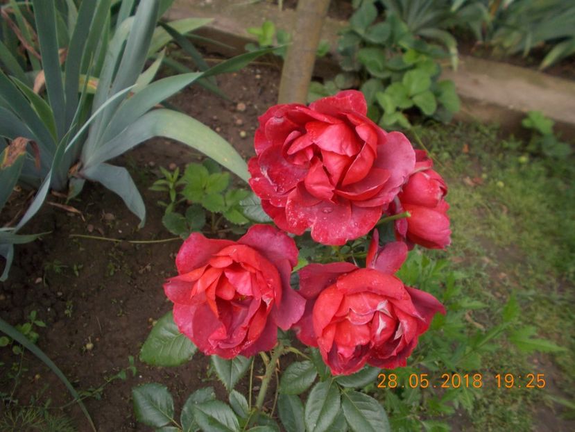  - TRANDAFIRI 2018