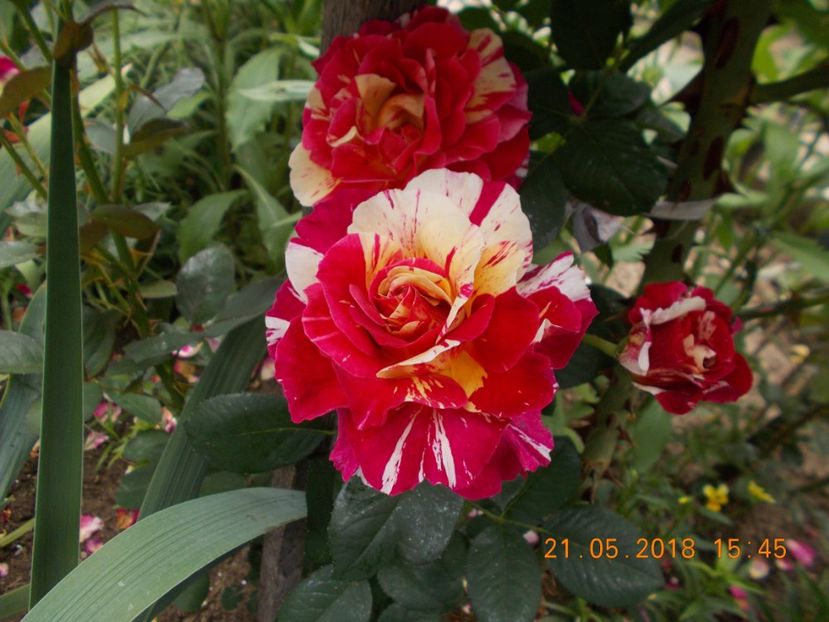  - TRANDAFIRI 2018