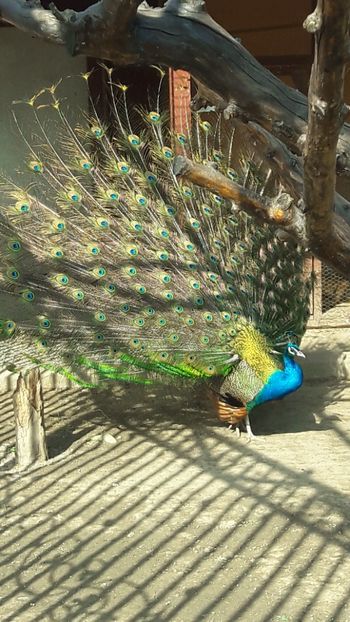 4 - A-1-Pauni Indian Blue