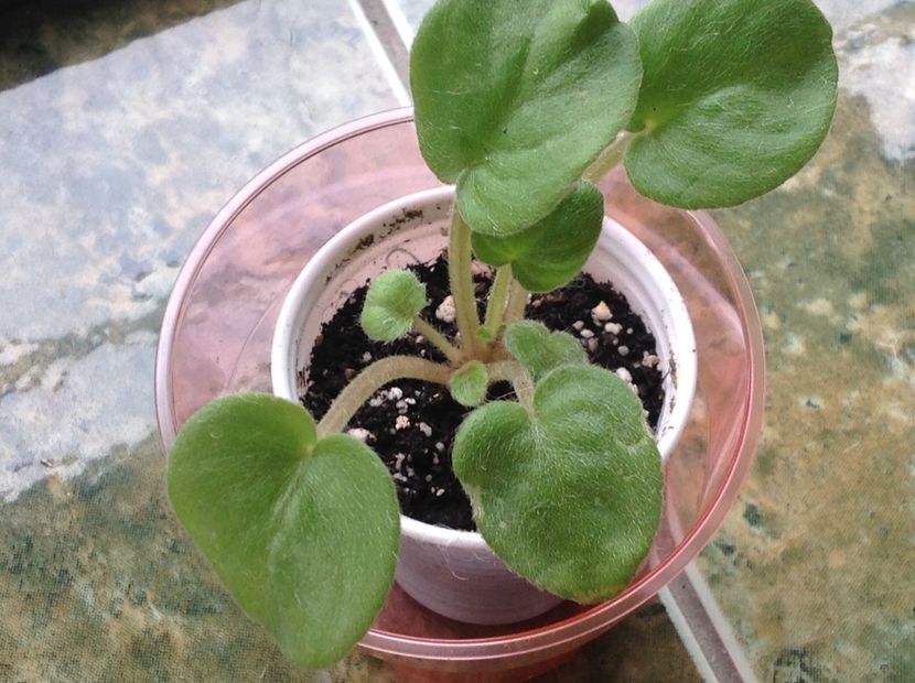  - Saintpaulia ionantha subsp grotei