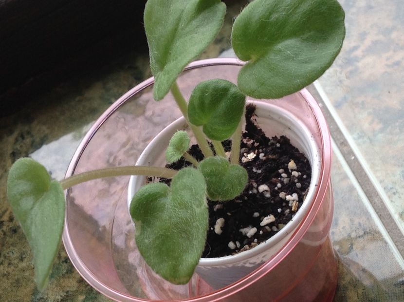  - Saintpaulia ionantha subsp grotei
