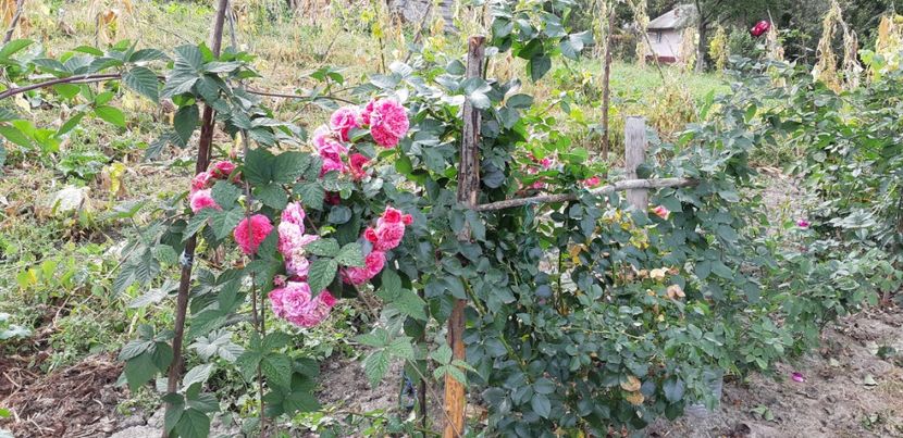  - Les Quatre Saisones