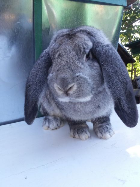  - Mascul 8 Chinchilla