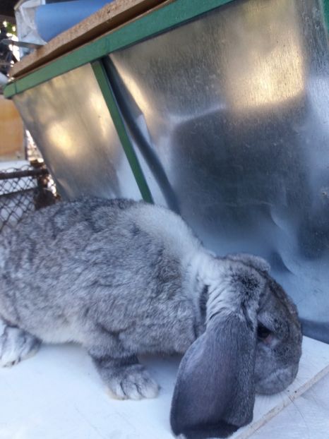  - Mascul 8 Chinchilla