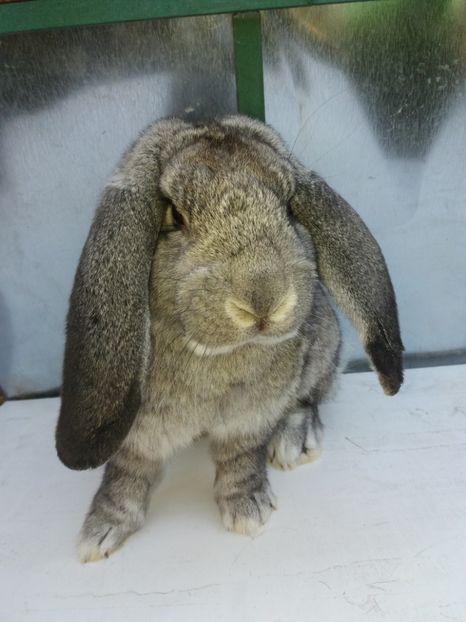  - Mascul 8 Chinchilla