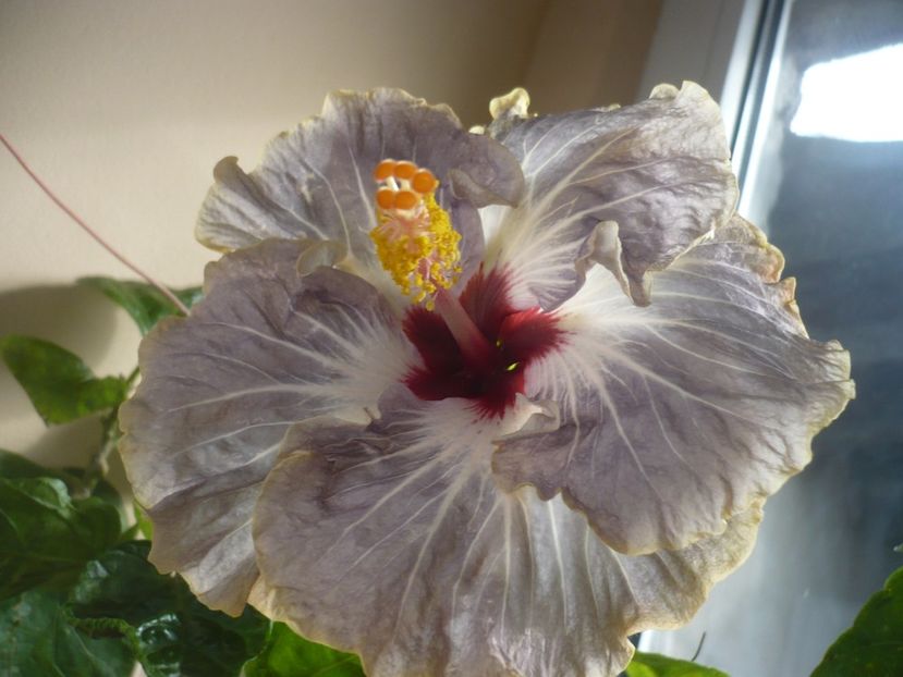 P1400173 - HIBISCUSI 2018-4