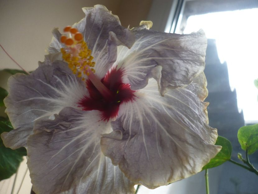 P1400181 - HIBISCUSI 2018-4