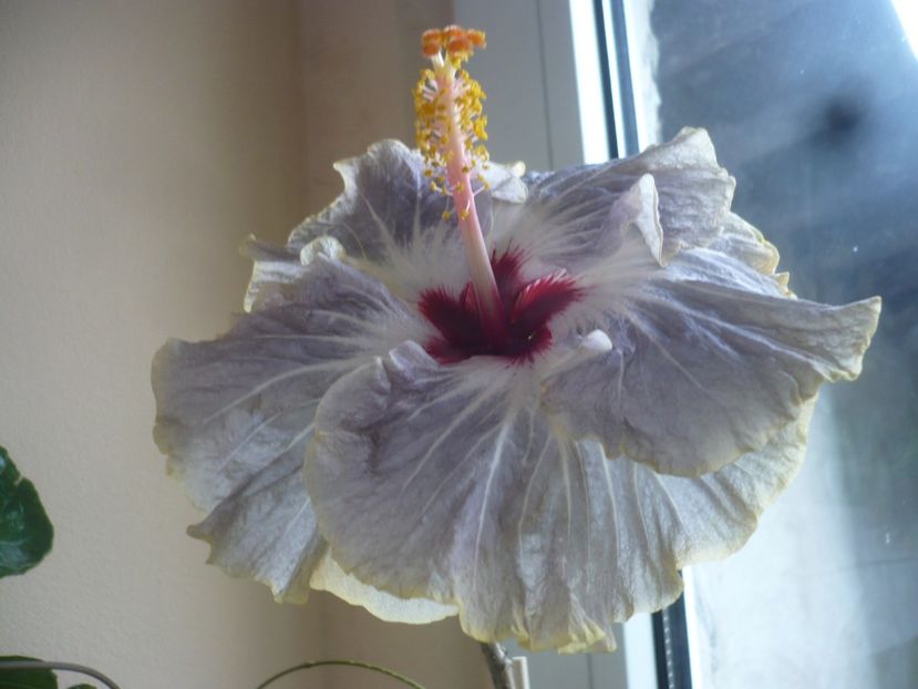 P1400185 - HIBISCUSI 2018-4