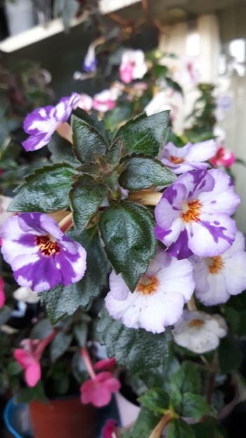  - 001 2021 - Little Lulu