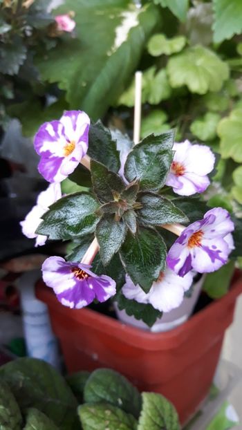  - 001 2021 - Little Lulu