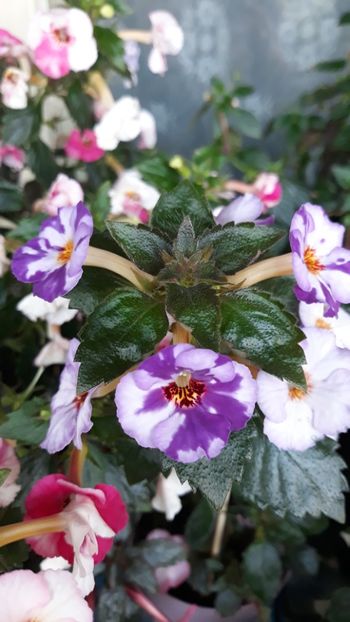  - 001 2021 - Little Lulu