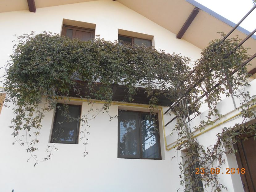 Clematita Maylen - 3Toamna 2018