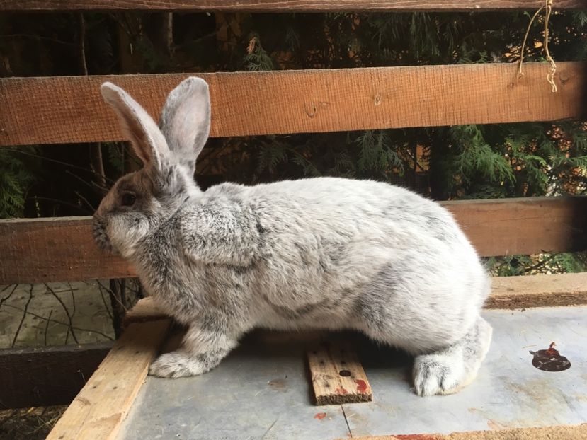 F 0-1 RO 12 48118 - X Iepuri ce i-am avut