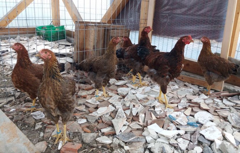  - 2 Plymouth partridge 2012-2022 arhiva