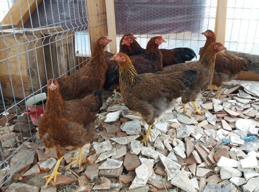  - Pui Plymouth 2018 - 2021