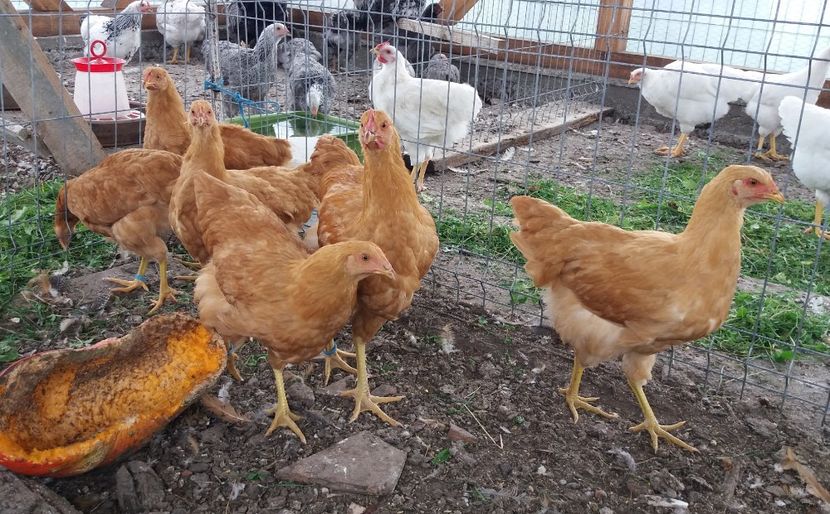  - Pui Plymouth 2018 - 2021