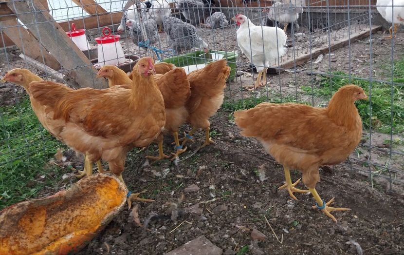  - Pui Plymouth 2018 - 2021