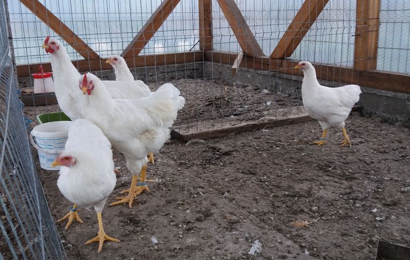  - Pui Plymouth 2018 - 2021