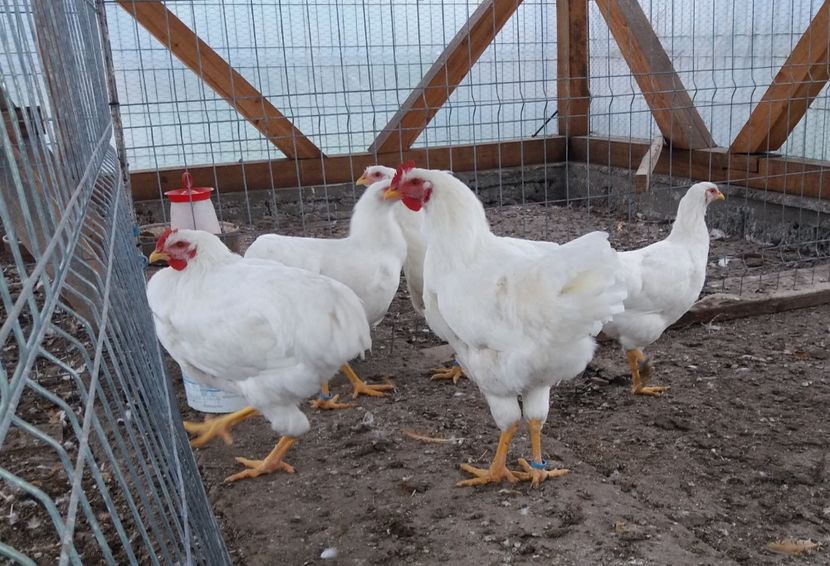  - Pui Plymouth 2018 - 2021