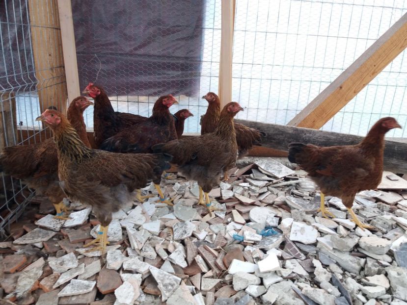  - 2 Plymouth partridge 2012-2022 arhiva