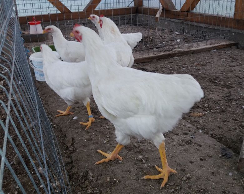  - Pui Plymouth 2018 - 2021