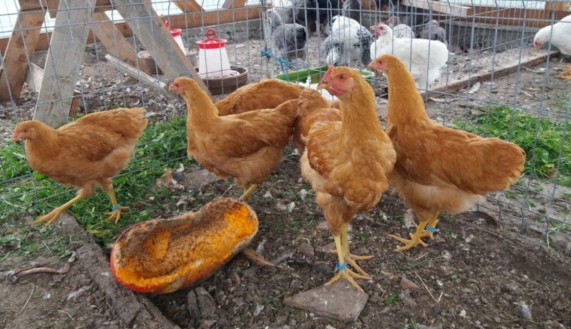  - Pui Plymouth 2018 - 2021